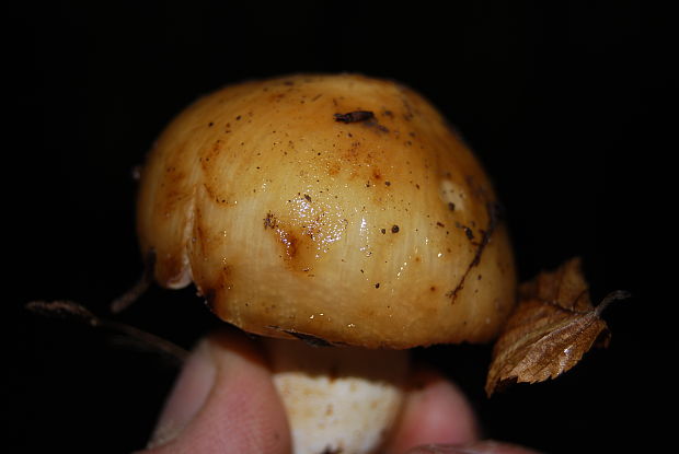 plávka smradľavá Russula foetens Pers.