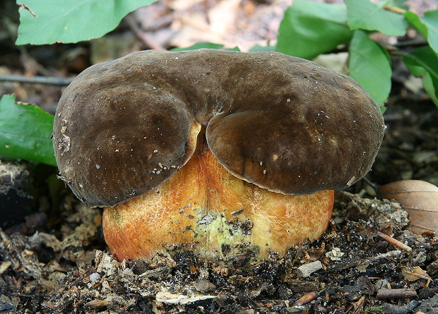 hríb zrnitohlúbikový Sutorius luridiformis (Rostk.) G. Wu & Zhu L. Yang