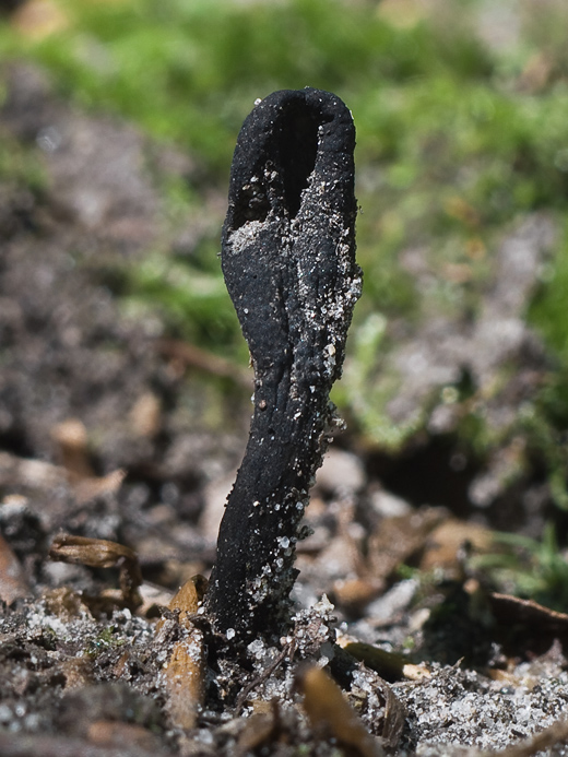 žezlovka srnková Tolypocladium ophioglossoides (J.F. Gmel.) Quandt, Kepler & Spatafora