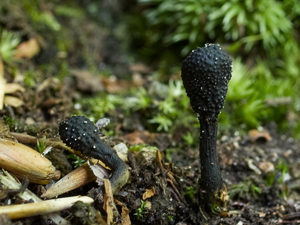 žezlovka srnková Tolypocladium ophioglossoides (J.F. Gmel.) Quandt, Kepler & Spatafora