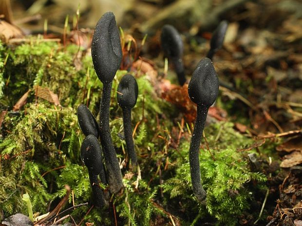 pajazýček chlpatý Trichoglossum hirsutum (Pers.) Boud.