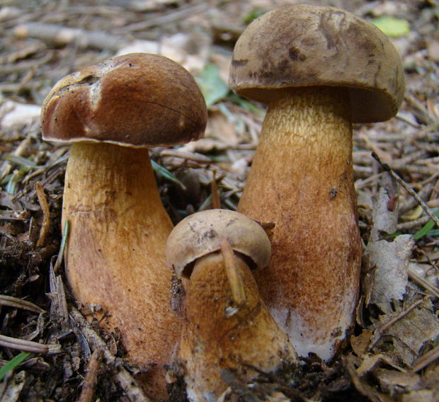 podhríb žlčový Tylopilus felleus (Bull.) P. Karst.