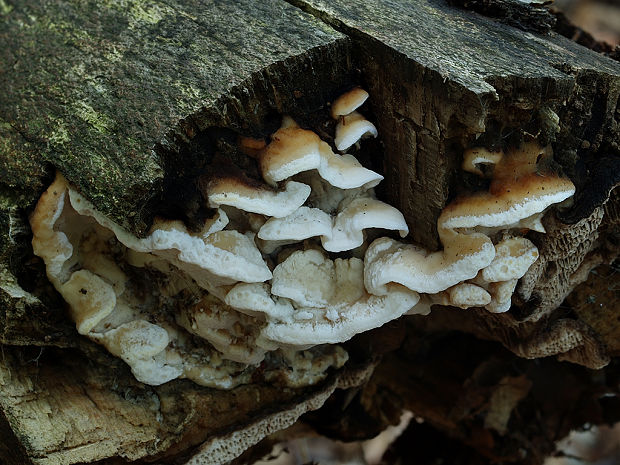 tvarohovec Tyromyces sp.