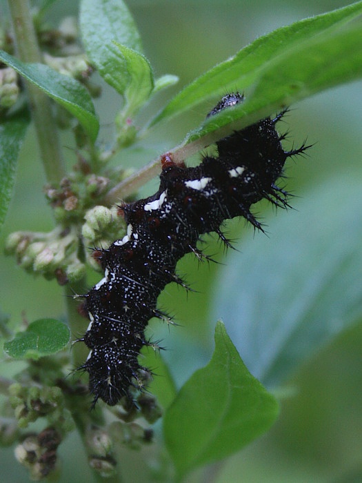 bábôčka admirálska Vanessa atalanta