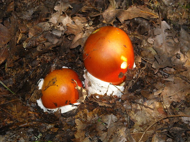 muchotrávka cisárska Amanita caesarea (Scop.) Pers.