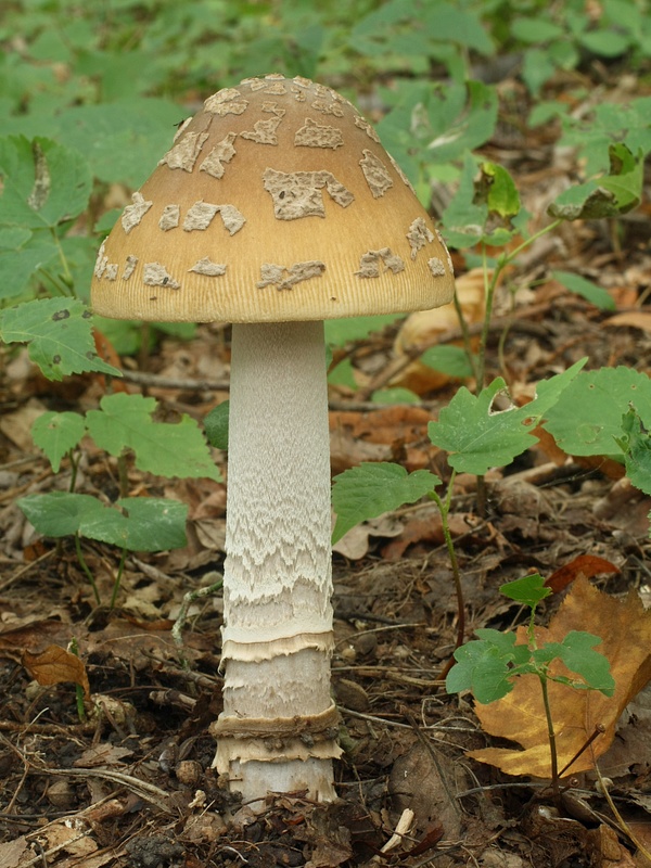 muchotrávka chrastavá Amanita ceciliae (Berk. & Broome) Bas