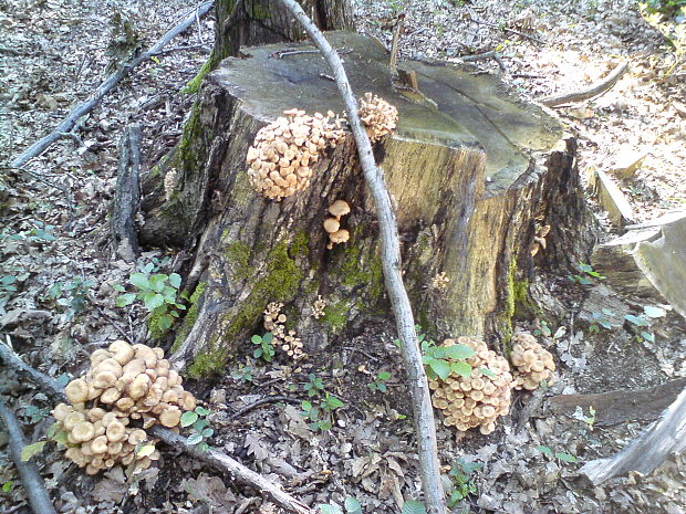 podpňovka bezprsteňová Armillaria socialis (DC.) Fayod