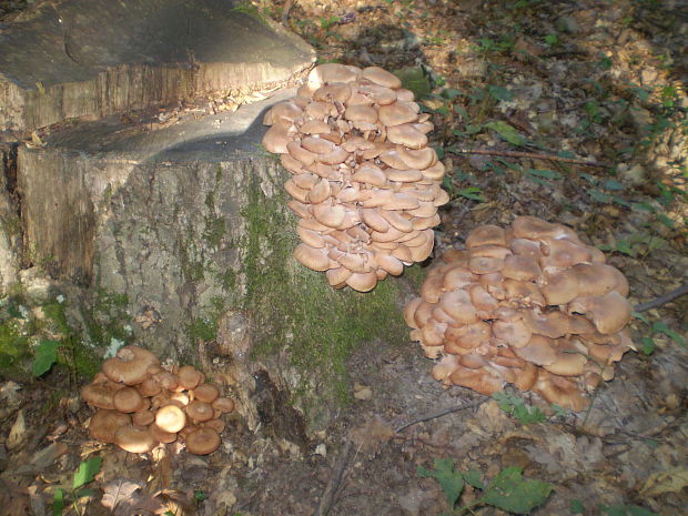 podpňovka bezprsteňová Armillaria socialis (DC.) Fayod