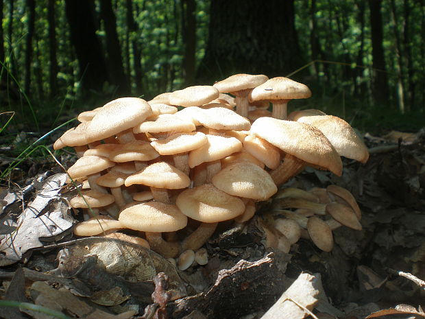 podpňovka bezprsteňová Armillaria socialis (DC.) Fayod