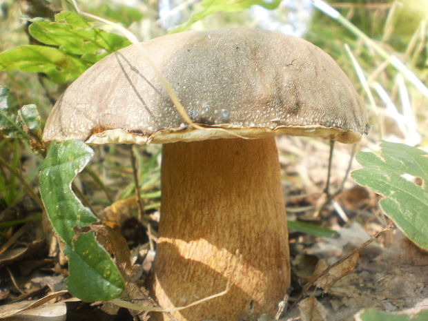 hríb bronzový Boletus aereus Bull. ex Fr.