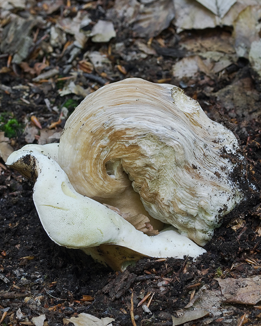 hríb smrekový Boletus edulis Bull.