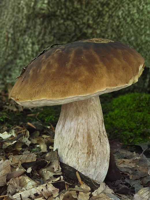 hríb smrekový Boletus edulis Bull.