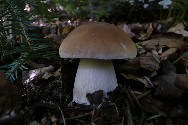 hríb smrekový Boletus edulis Bull.