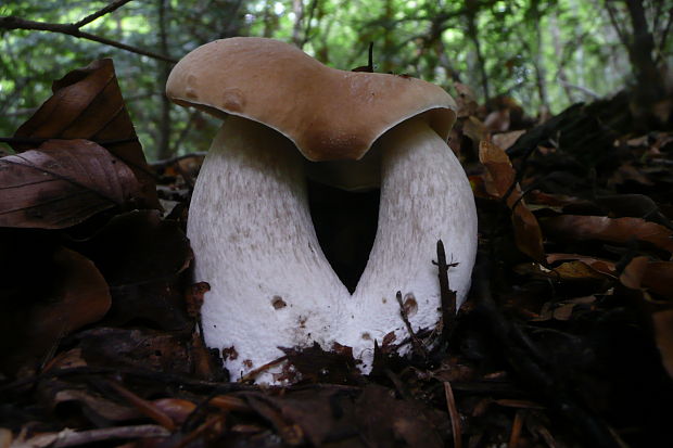 hríb smrekový Boletus edulis Bull.