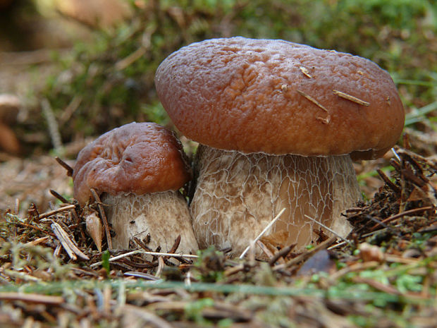 hríb smrekový Boletus edulis Bull.