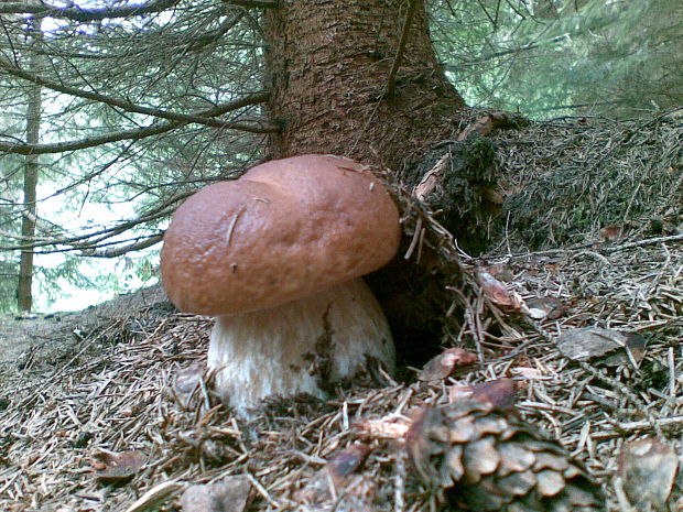 hríb smrekový Boletus edulis Bull.