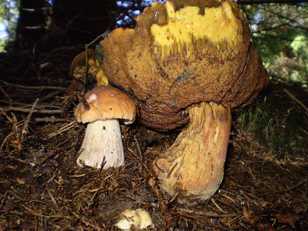 hríb smrekový Boletus edulis Bull.