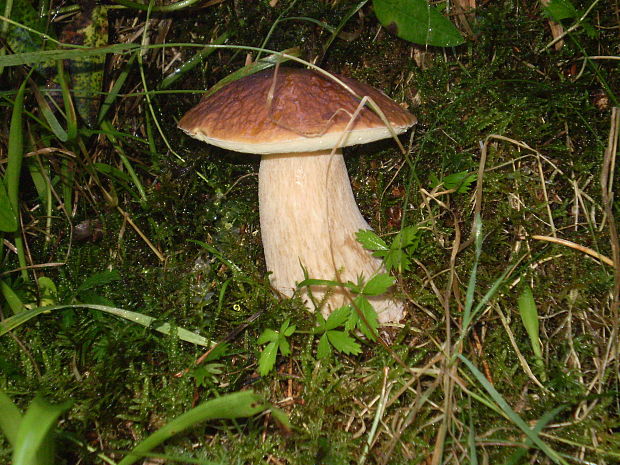 hríb smrekový Boletus edulis Bull.