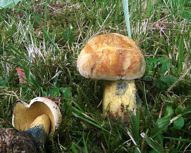 hríb siný Boletus luridus f. primulicolor Simonini Schaeff. ex Fr.