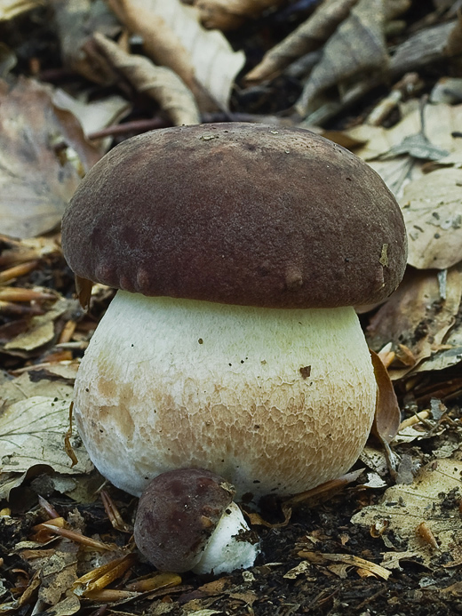 hríb sosnový Boletus pinophilus Pil. et Dermek in Pil.