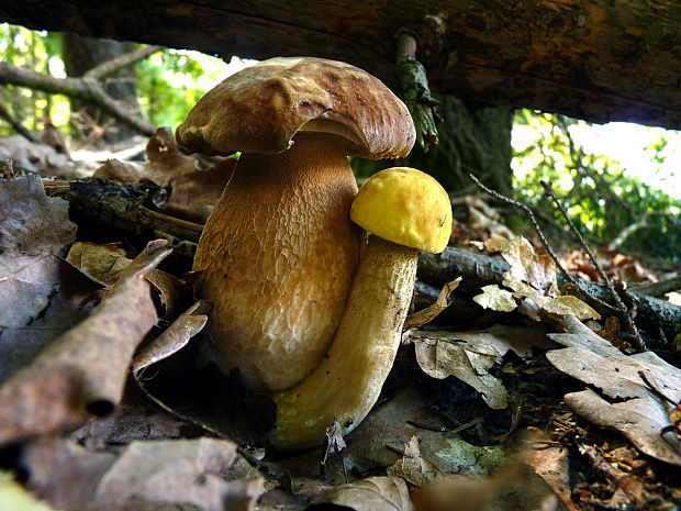 hřib dubový+kozák dubový Boletus reticulatus+Leccinum luteoporum