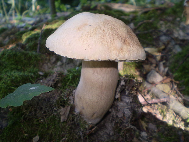 hríb dubový Boletus reticulatus Schaeff.