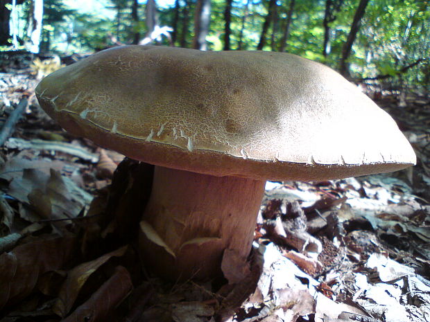 hríb dubový Boletus reticulatus Schaeff.