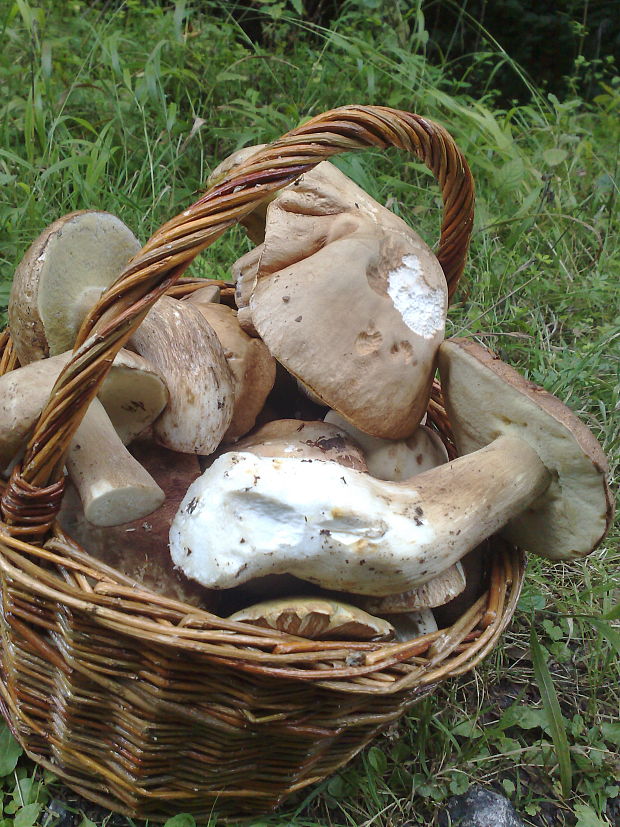 hríb dubový Boletus reticulatus Schaeff.