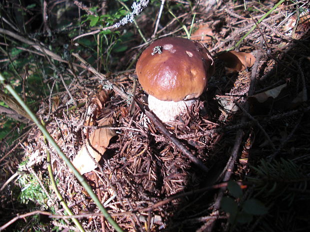 hríb dubový Boletus reticulatus Schaeff.