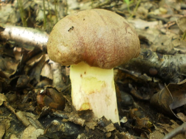 hríb príveskatý Butyriboletus appendiculatus (Schaeff. ex Fr.) Secr.