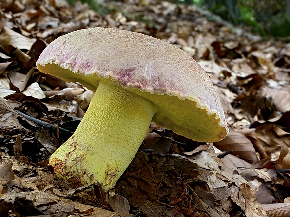 hríb kráľovský Butyriboletus regius (Krombh.) D. Arora & J.L. Frank