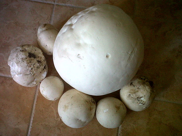 vatovec obrovský Calvatia gigantea (Batsch) Lloyd