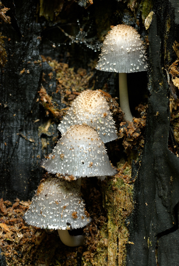 hnojník dutinový Coprinopsis mitraespora (Bohus) L. Nagy, Vágvölgyi & Papp