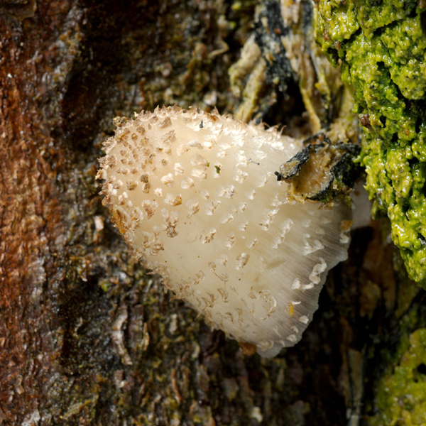 hnojník dutinový Coprinopsis mitraespora (Bohus) L. Nagy, Vágvölgyi & Papp