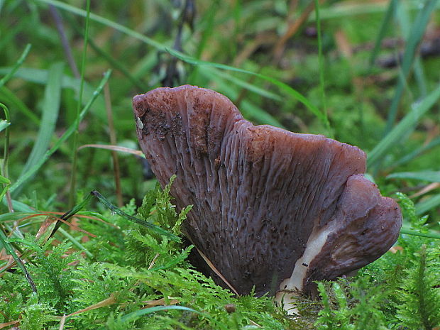 lievikovec kyjakovitý Gomphus clavatus (Pers.) Gray