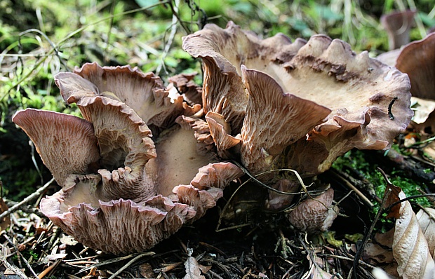 lievikovec kyjakovitý Gomphus clavatus (Pers.) Gray