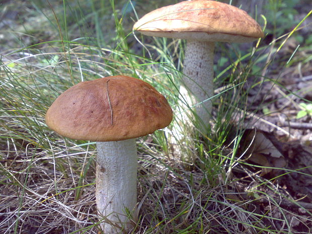 kozák osikový Leccinum albostipitatum den Bakker & Noordel.