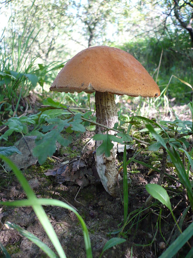 kozák osikový Leccinum albostipitatum den Bakker & Noordel.