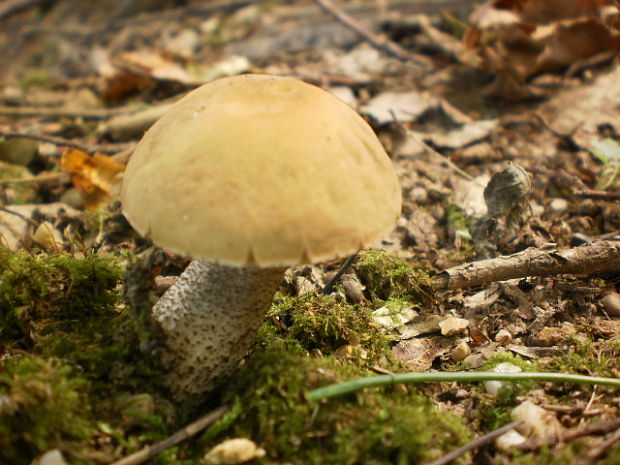 kozák hrabový Leccinum pseudoscabrum (Kallenb.) Šutara