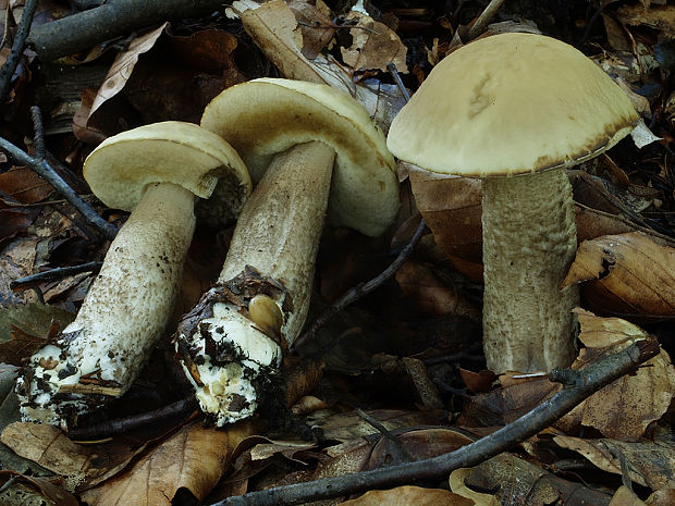 kozák hrabový Leccinum pseudoscabrum (Kallenb.) Šutara