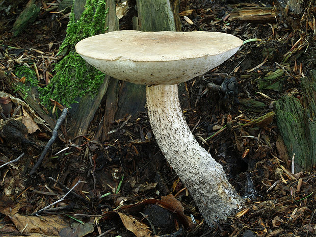 kozák Leccinum sp.