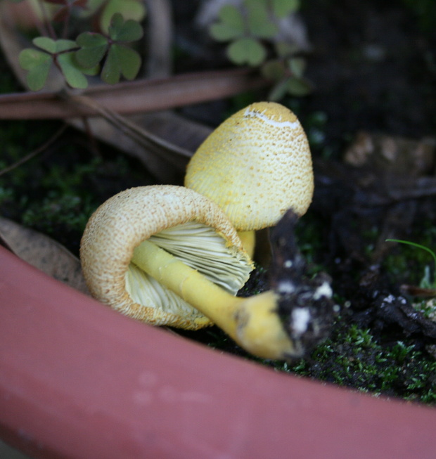 bedľovec citrónovožltý Leucocoprinus birnbaumii (Corda) Singer