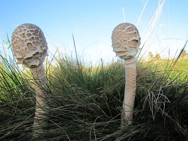 bedľa vysoká Macrolepiota procera (Scop.) Singer