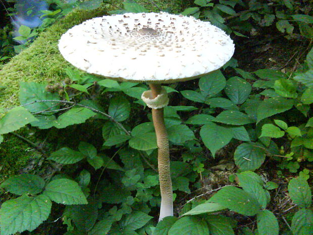 bedľa vysoká Macrolepiota procera (Scop.) Singer