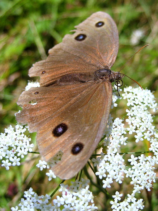 očkáň ovsíkový  Minois dryas