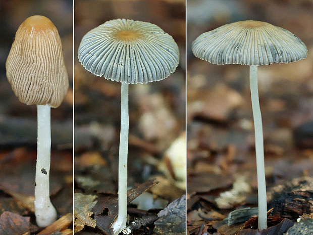 hnojník ozdobný Parasola plicatilis (Curtis) Redhead, Vilgalys & Hopple