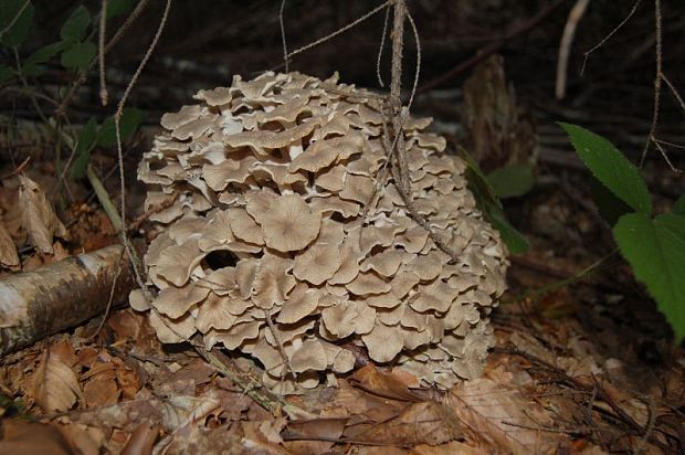 trúdnik klobúčkatý Polyporus umbellatus (Pers.) Fr.