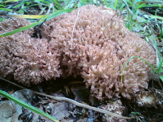 strapačka koralovitá Ramaria botrytis (Pers.) Ricken