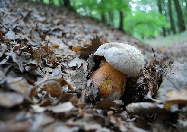 hríb Le Galovej Rubroboletus legaliae (Pilát & Dermek) Della Maggiora & Trassin.