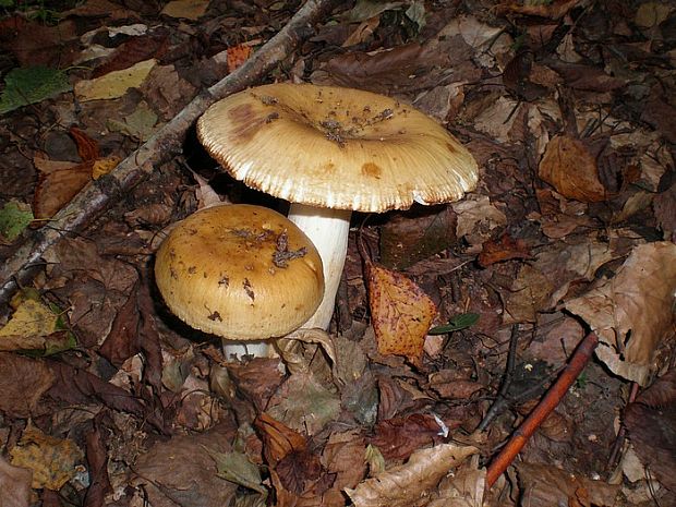 plávka smradľavá Russula foetens Pers.